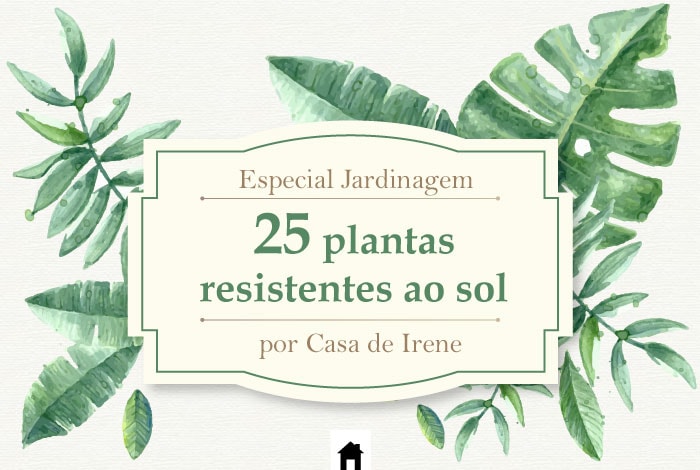 25 plantas resistentes ao sol • Casa de Irene